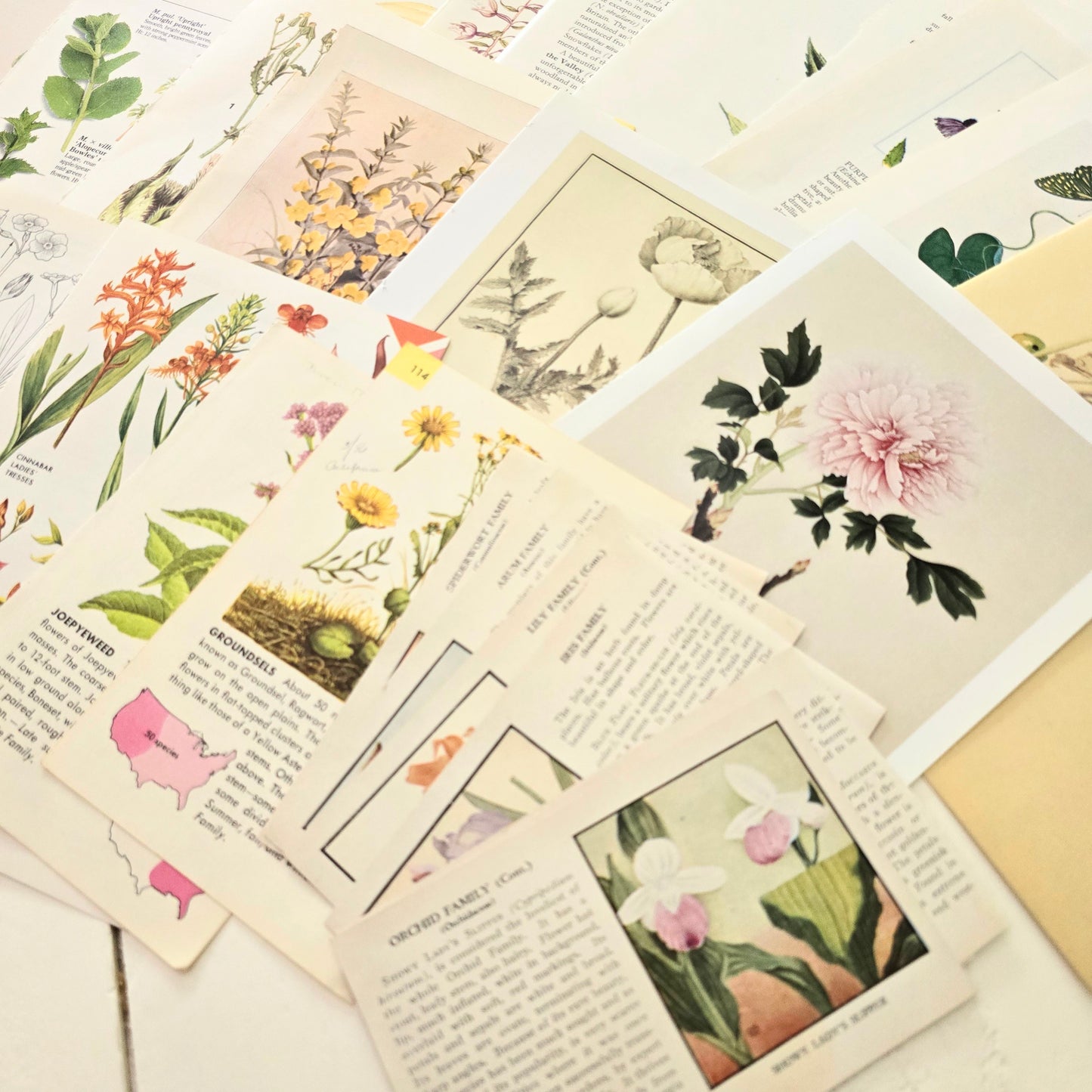 Flower Book Page Bundle